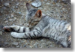 images/Asia/Laos/LuangPrabang/Animals/sleeping-grey-cat.jpg
