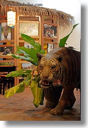 images/Asia/Laos/LuangPrabang/Animals/tiger-in-store.jpg