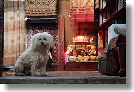 images/Asia/Laos/LuangPrabang/Animals/white-dog-n-rugs-03.jpg