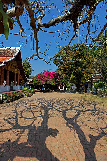 tree-shadows-n-temple-1.jpg