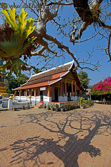 tree-shadows-n-temple-2.jpg