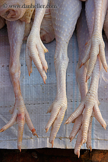 chicken-feet-3.jpg