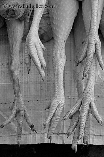 chicken-feet-3-bw.jpg