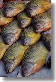images/Asia/Laos/LuangPrabang/Misc/fish.jpg