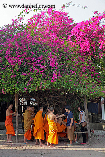 monks-under-bougainvillea-flower.jpg