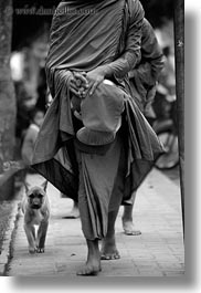 images/Asia/Laos/LuangPrabang/People/Monks/Procession/Walking/dog-n-monks-01-bw.jpg