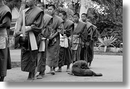 images/Asia/Laos/LuangPrabang/People/Monks/Procession/Walking/dog-n-monks-03-bw.jpg