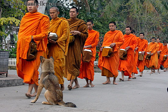 dog-n-monks-04.jpg