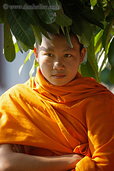 monk-under-tree-1.jpg