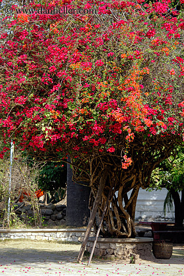 bougainvillea-tree.jpg