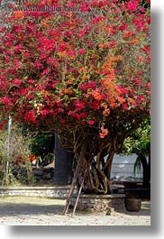 images/Asia/Laos/LuangPrabang/Plants/bougainvillea-tree.jpg