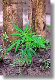 images/Asia/Laos/LuangPrabang/Plants/marijuana-1.jpg