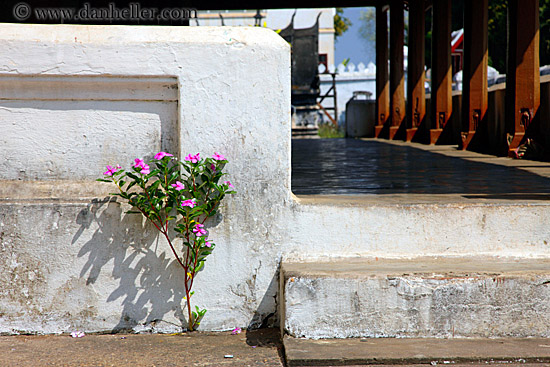 pink-flower-n-white-wall-1.jpg