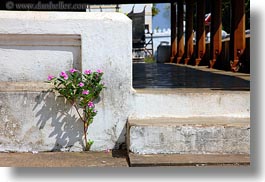 images/Asia/Laos/LuangPrabang/Plants/pink-flower-n-white-wall-1.jpg