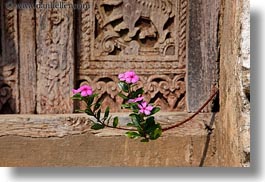 images/Asia/Laos/LuangPrabang/Plants/pink-flower-n-wood-door-3.jpg