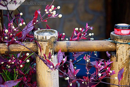 white-flower-n-purple-leaves.jpg