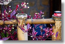 images/Asia/Laos/LuangPrabang/Plants/white-flower-n-purple-leaves.jpg