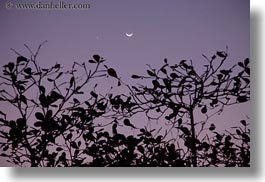 images/Asia/Laos/LuangPrabang/Scenics/Jungle/clouds-moon-n-trees-02.jpg