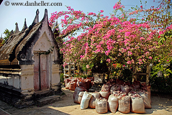 pink-bougainvillea-n-temple-1.jpg