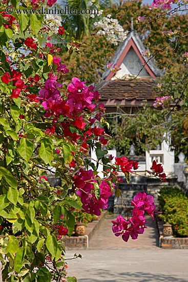 red-n-purple-bougainvillea-4.jpg