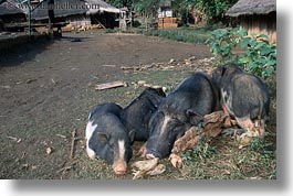 images/Asia/Laos/Villages/Hmong-1/wart-hogs.jpg