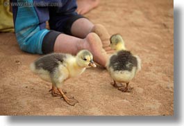 images/Asia/Laos/Villages/Hmong-3/Misc/baby-chicks.jpg