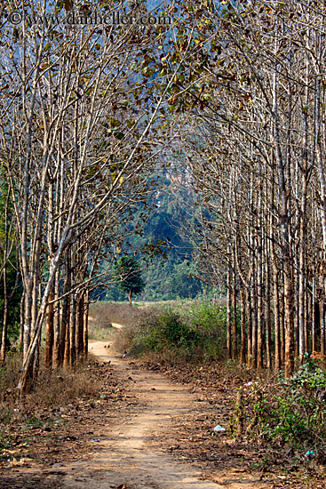 path-thru-trees.jpg