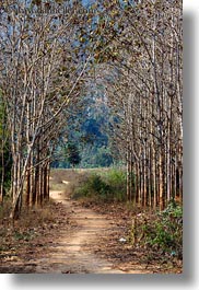 images/Asia/Laos/Villages/Hmong-3/Misc/path-thru-trees.jpg