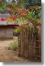 images/Asia/Laos/Villages/Hmong-3/Misc/red-bougainvillea-n-bamboo-fence.jpg