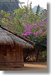 images/Asia/Laos/Villages/Hmong-3/Misc/thatched-hut-w-pink-bougainvillea-2.jpg