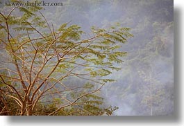 images/Asia/Laos/Villages/Rural/tree-branches.jpg