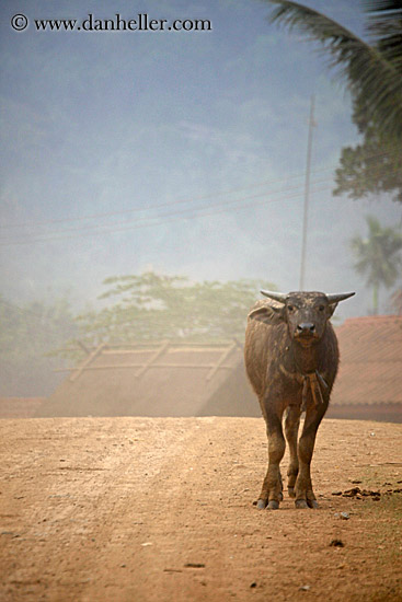 water_buffalo-2.jpg