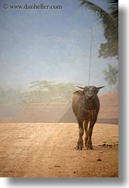images/Asia/Laos/Villages/Rural/water_buffalo-2.jpg