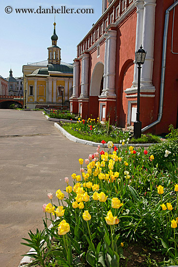 yellow-tulips-n-churches.jpg