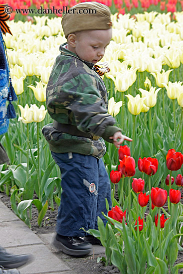 boy-in-red-tulips-1.jpg