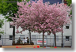 images/Asia/Russia/Moscow/Plants/cherry-blossoms-n-guards.jpg