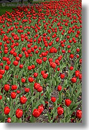 images/Asia/Russia/Moscow/Plants/red-tulips-2.jpg