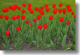 images/Asia/Russia/Moscow/Plants/red-tulips-3.jpg