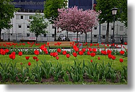 images/Asia/Russia/Moscow/Plants/red-tulips-n-cherry-blossoms.jpg