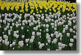 images/Asia/Russia/Moscow/Plants/yellow-n-white-tulips.jpg