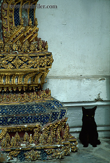 black-cat-n-colorful-tiles.jpg