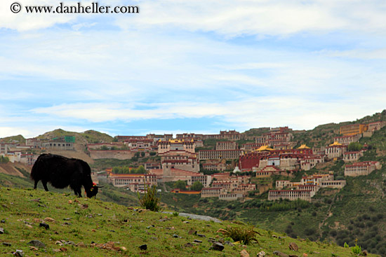 yaks-n-ganden-monastery-02.jpg