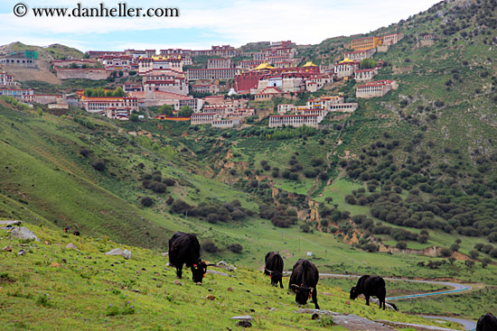 yaks-n-ganden-monastery-03.jpg