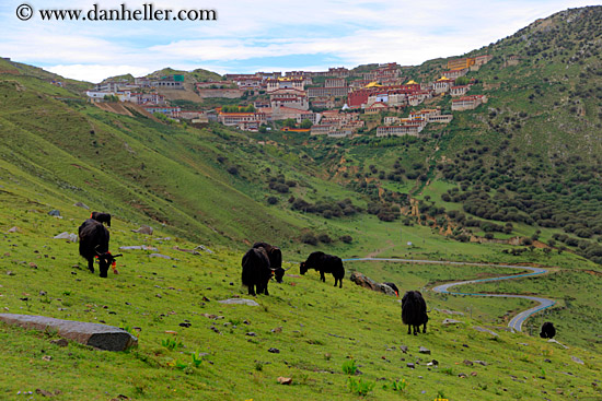 yaks-n-ganden-monastery-04.jpg