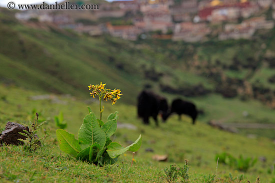 yaks-n-ganden-monastery-05.jpg