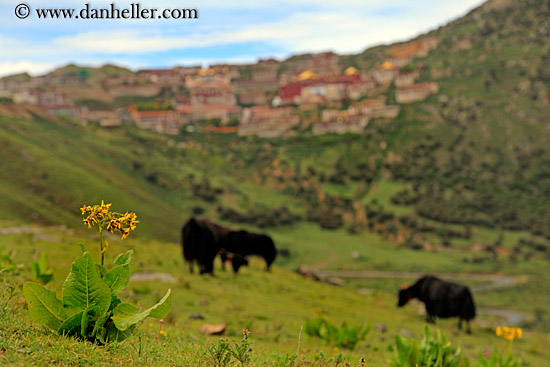 yaks-n-ganden-monastery-06.jpg