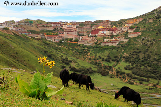 yaks-n-ganden-monastery-07.jpg