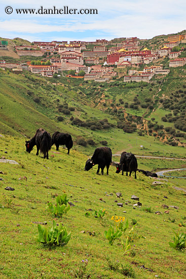 yaks-n-ganden-monastery-08.jpg