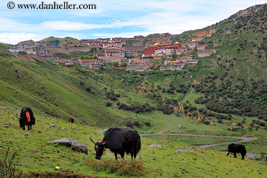 yaks-n-ganden-monastery-09.jpg