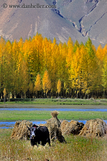 barley-stacks-foliage-trees-n-yak-02.jpg